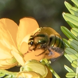 Xylocopa (Lestis) aerata at Acton, ACT - 8 Nov 2021