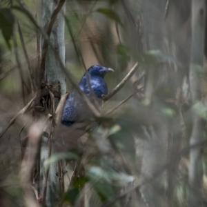 Ptilonorhynchus violaceus at Rossi, NSW - 7 Nov 2021