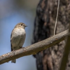 Petroica phoenicea at Rossi, NSW - 7 Nov 2021