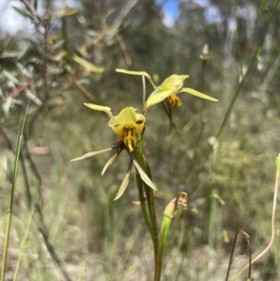 Diuris sulphurea (Tiger Orchid) at O'Connor, ACT - 8 Nov 2021 by Radha