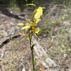 Diuris sulphurea at O'Connor, ACT - suppressed