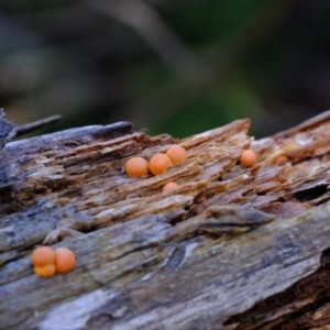 Lycogala epidendrum at Coree, ACT - 8 Nov 2021