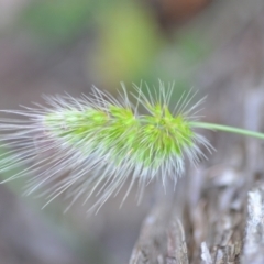 Cynosurus echinatus (Rough Dog's Tail Grass) at Wamboin, NSW - 7 Dec 2020 by natureguy