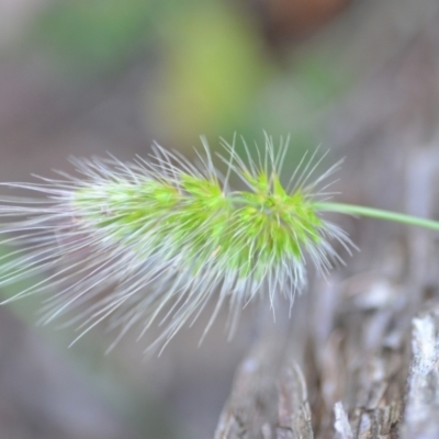 Cynosurus echinatus (Rough Dog's Tail Grass) at Wamboin, NSW - 7 Dec 2020 by natureguy