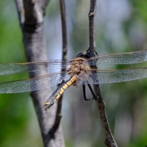 Hemicordulia tau at Coree, ACT - 8 Nov 2021