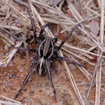 Artoriopsis sp. (genus) (Unidentified Artoriopsis wolf spider) at Woodstock Nature Reserve - 8 Nov 2021 by Kurt