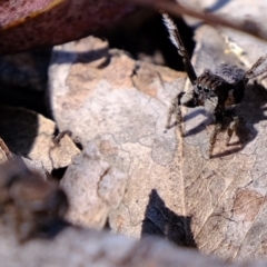 Maratus vespertilio (Bat-like peacock spider) at Coree, ACT - 8 Nov 2021 by Kurt