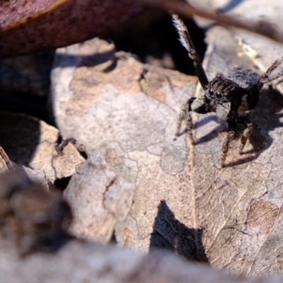 Maratus vespertilio (Bat-like peacock spider) at Woodstock Nature Reserve - 8 Nov 2021 by Kurt