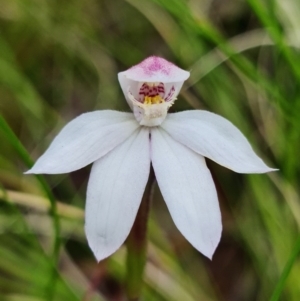 Caladenia alpina at Cotter River, ACT - 8 Nov 2021