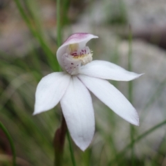 Caladenia alpina at Cotter River, ACT - 8 Nov 2021