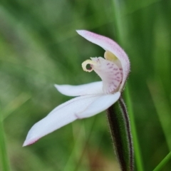 Caladenia alpina at Cotter River, ACT - 8 Nov 2021