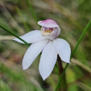 Caladenia alpina at Cotter River, ACT - 8 Nov 2021