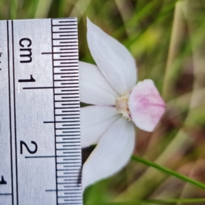 Caladenia alpina at Cotter River, ACT - 8 Nov 2021