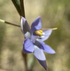 Thelymitra brevifolia (Short-leaf Sun Orchid) at Mount Taylor - 8 Nov 2021 by AJB