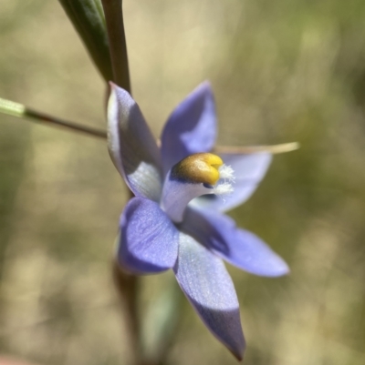 Thelymitra brevifolia (Short-leaf Sun Orchid) at Mount Taylor - 8 Nov 2021 by AJB