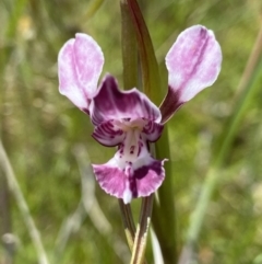 Diuris dendrobioides (Late Mauve Doubletail) at Kambah, ACT - 8 Nov 2021 by AJB