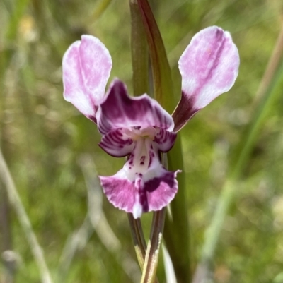 Diuris dendrobioides (Late Mauve Doubletail) at Kambah, ACT - 8 Nov 2021 by AJB