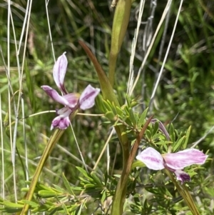 Diuris dendrobioides at suppressed - 8 Nov 2021