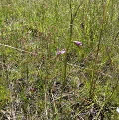 Diuris dendrobioides at suppressed - suppressed