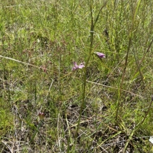 Diuris dendrobioides at suppressed - suppressed