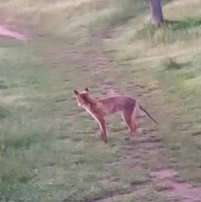 Vulpes vulpes (Red Fox) at Kambah, ACT - 8 Nov 2021 by michaelb