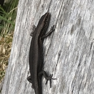 Pseudemoia entrecasteauxii at Cotter River, ACT - 8 Nov 2021 11:25 AM