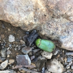 Xylonichus eucalypti (Green cockchafer beetle) at Cotter River, ACT - 8 Nov 2021 by BrianH