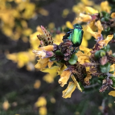 Diphucephala sp. (genus) (Green Scarab Beetle) at Cotter River, ACT - 8 Nov 2021 by BrianH