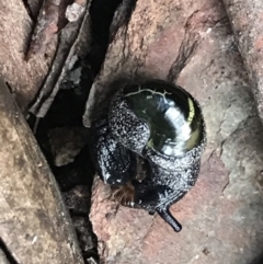 Helicarion cuvieri (A Semi-slug) at Cotter River, ACT - 8 Nov 2021 by BrianH