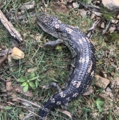 Tiliqua nigrolutea (Blotched Blue-tongue) at Brindabella, NSW - 8 Nov 2021 by BrianH