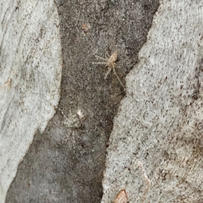 Tamopsis sp. (genus) (Two-tailed spider) at Aranda, ACT - 8 Nov 2021 by KMcCue