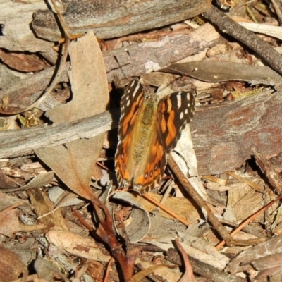 Vanessa kershawi (Australian Painted Lady) at Aranda, ACT - 8 Nov 2021 by KMcCue