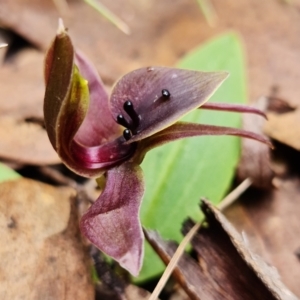 Chiloglottis valida at Cotter River, ACT - suppressed