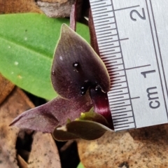 Chiloglottis valida at Cotter River, ACT - 8 Nov 2021