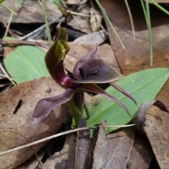 Chiloglottis valida at Cotter River, ACT - suppressed