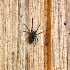 Badumna (genus) (Lattice-web spider) at Aranda, ACT - 8 Nov 2021 by KMcCue