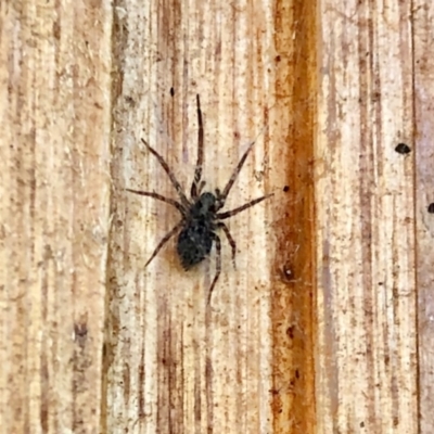 Badumna sp. (genus) (Lattice-web spider) at Aranda, ACT - 8 Nov 2021 by KMcCue