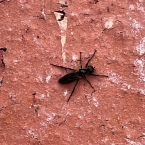 Stratiomyidae (family) at Aranda, ACT - 8 Nov 2021 05:20 PM