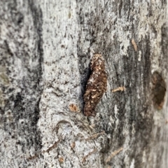 Cebysa leucotelus (Australian Bagmoth) at Aranda, ACT - 8 Nov 2021 by KMcCue