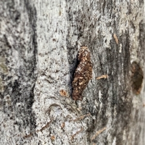 Cebysa leucotelus at Aranda, ACT - 8 Nov 2021 05:11 PM