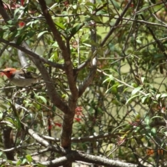 Myzomela sanguinolenta (Scarlet Honeyeater) at Acton, ACT - 8 Nov 2021 by GirtsO