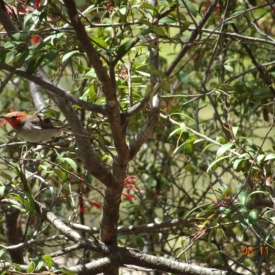 Myzomela sanguinolenta (Scarlet Honeyeater) at Acton, ACT - 8 Nov 2021 by GirtsO