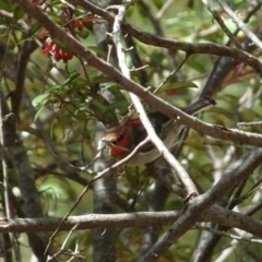 Myzomela sanguinolenta at Acton, ACT - 8 Nov 2021 11:24 AM