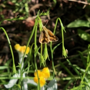 Ocybadistes walkeri at Aranda, ACT - 8 Nov 2021