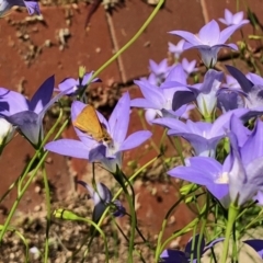 Ocybadistes walkeri at Aranda, ACT - 8 Nov 2021