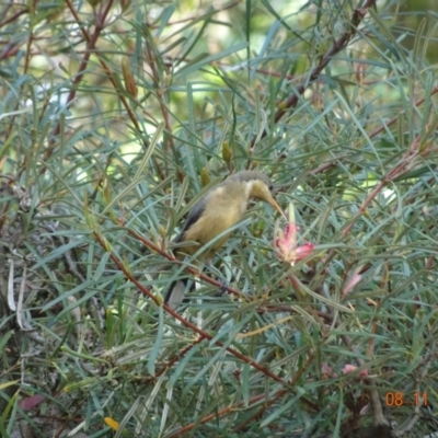 Acanthorhynchus tenuirostris (Eastern Spinebill) at Acton, ACT - 8 Nov 2021 by GirtsO
