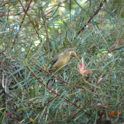 Acanthorhynchus tenuirostris (Eastern Spinebill) at ANBG - 8 Nov 2021 by GirtsO