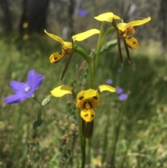 Diuris sulphurea (Tiger Orchid) at Molonglo Valley, ACT - 8 Nov 2021 by dgb900