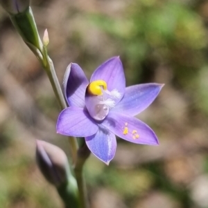 Thelymitra peniculata at Stromlo, ACT - 8 Nov 2021