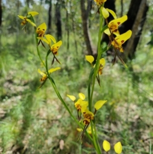 Diuris sulphurea at Stromlo, ACT - 8 Nov 2021